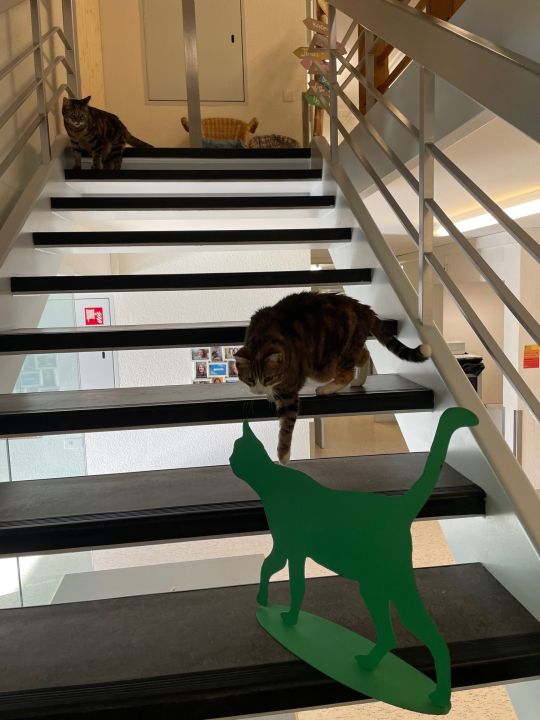 Kater Urban der Quartierpost zu Besuch in der Stiftung Rossfeld